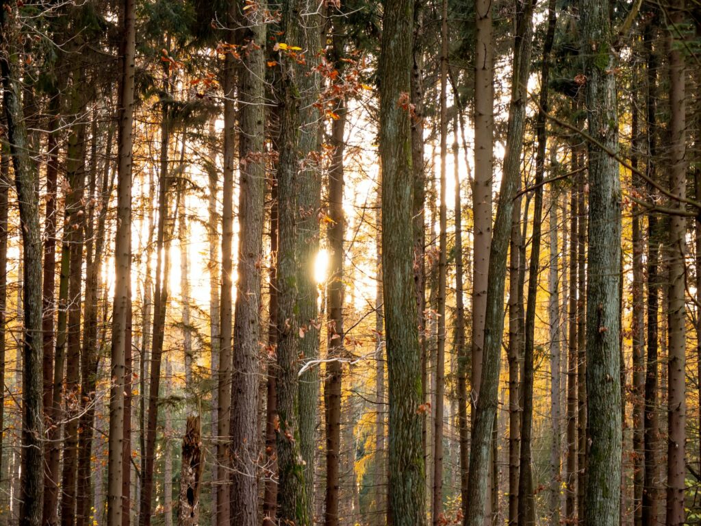 Meubles en bois massif : le chêne une valeur sûre pour votre intérieur